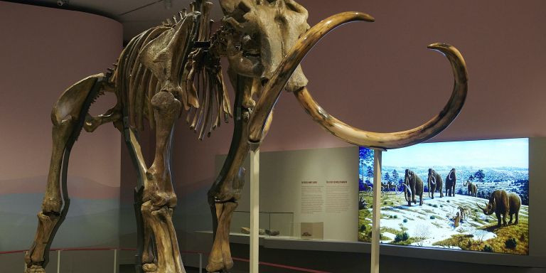 En primer plano el fósil de mamut que protagoniza la muestra. © Fundación “la Caixa”