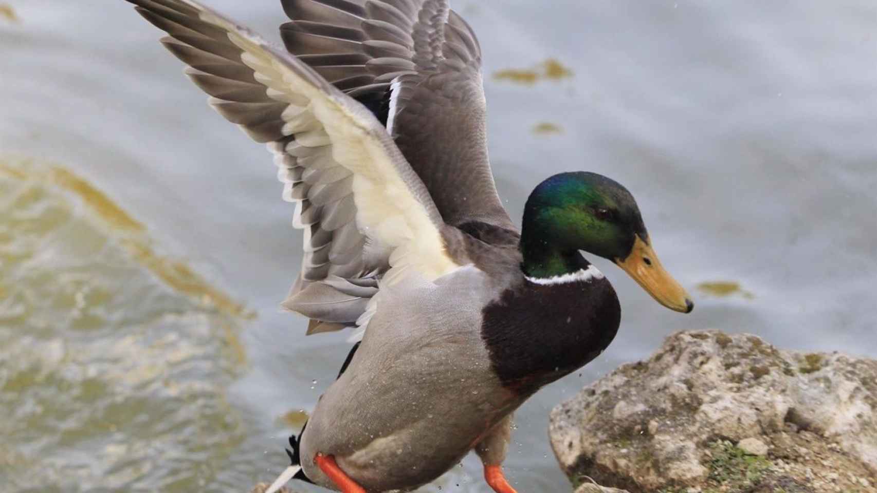 Pato silvestre en el río en Santa Coloma / EUROPA PRESS