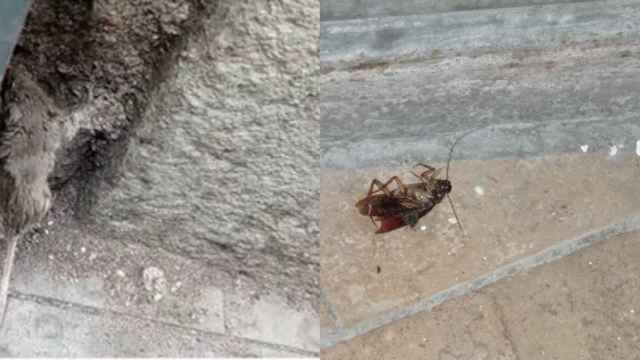 Una rata y una cucaracha en la calle de la Cera del Raval / CEDIDAS