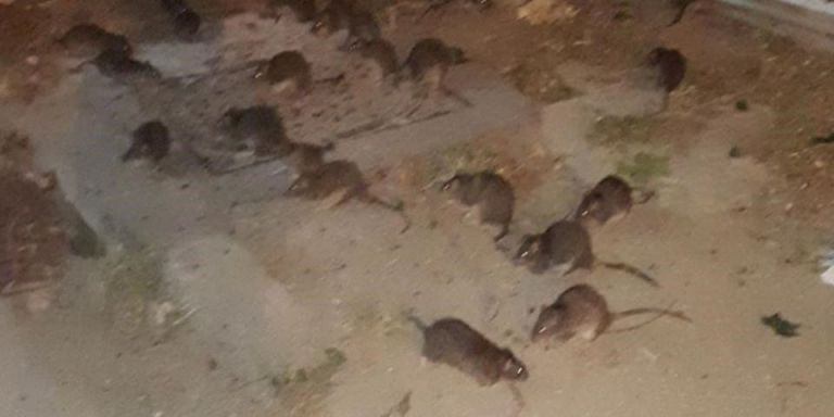 Plaga de ratas en un solar okupado de Gràcia / METRÓPOLI