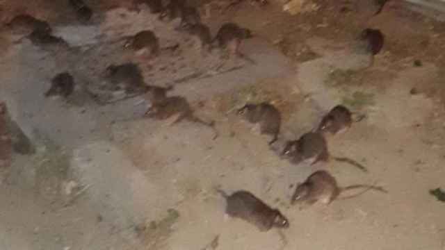 Plaga de ratas en un solar okupado de Gràcia / METRÓPOLI