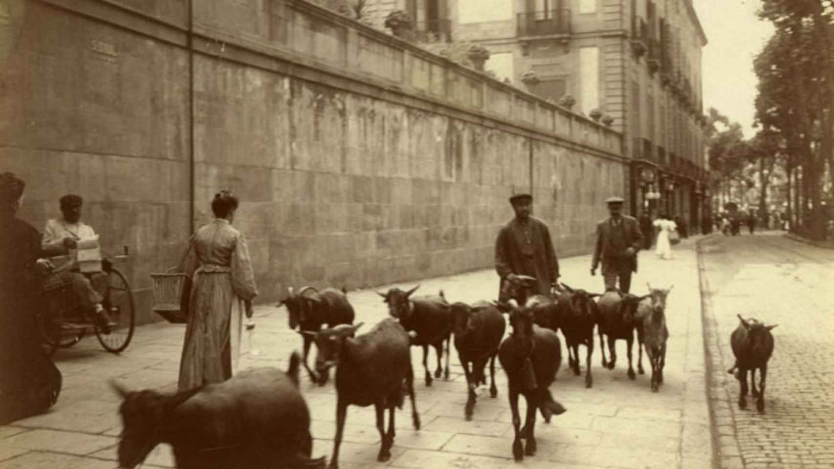 Un rebaño de cabras pasea por la Rambla / FREDERIC BALLELL - ARXIU FOTOGRÀFIC DE BARCELONA