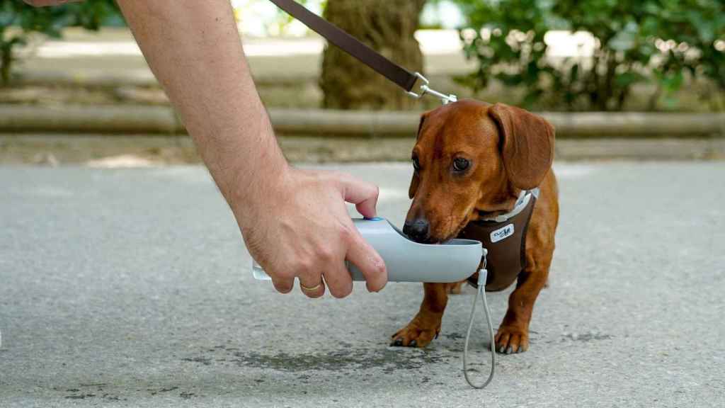 Un hombre da de beber a su perro en Barcelona