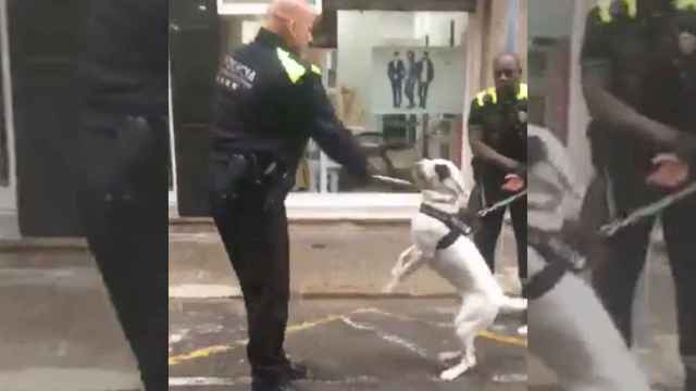 Imágenes del vídeo en que se observa como un policía local agrede a un perro / TWITTER (@LunaJavier6)