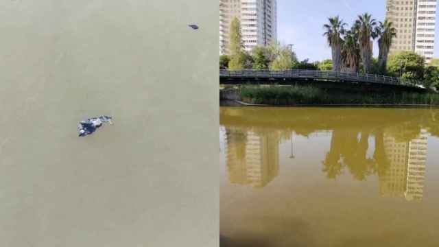 Fotomontaje con un pato muerto en Diagonal Mar y una imagen del lago del parque en septiembre / JORDI SUBIRANA - METRÓPOLI