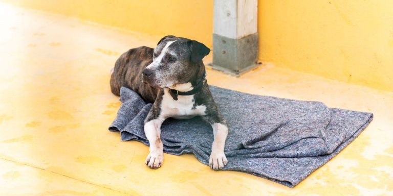 Un perro que lleva años viviendo en el CAACB / LUIS MIGUEL AÑÓN - METRÓPOLI