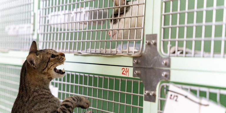 Dos gatos en la zona de cuidados especiales para gatos en el CAACB / LUIS MIGUEL AÑÓN - METRÓPOLI