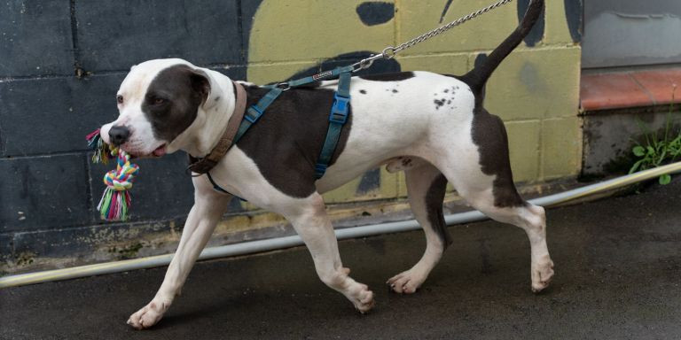 Un perro de una raza considerada 'PPP' en el CAACB / LUIS MIGUEL AÑÓN - METRÓPOLI