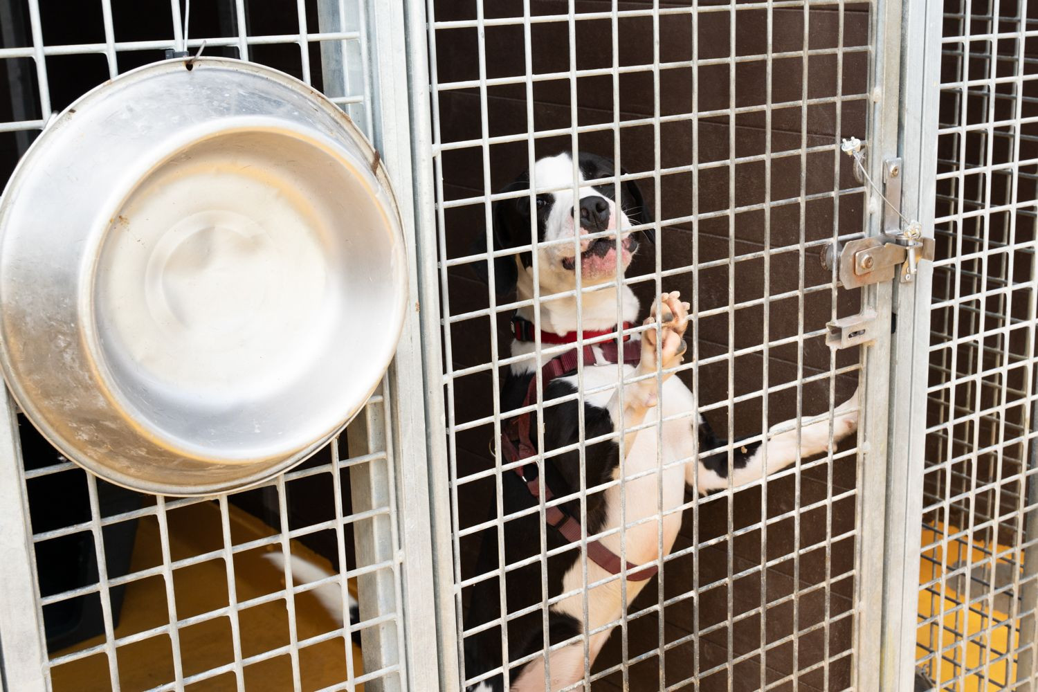 Un perro en el Centro de Acogida de Animales de Barcelona / LUIS MIGUEL AÑÓN - METRÓPOLI