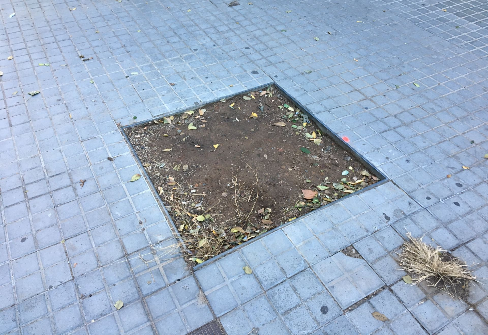 Alcorque vacío en la calle de Felipe de Paz / METRÓPOLI