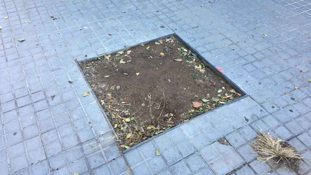 Alcorque vacío en la calle de Felipe de Paz / METRÓPOLI