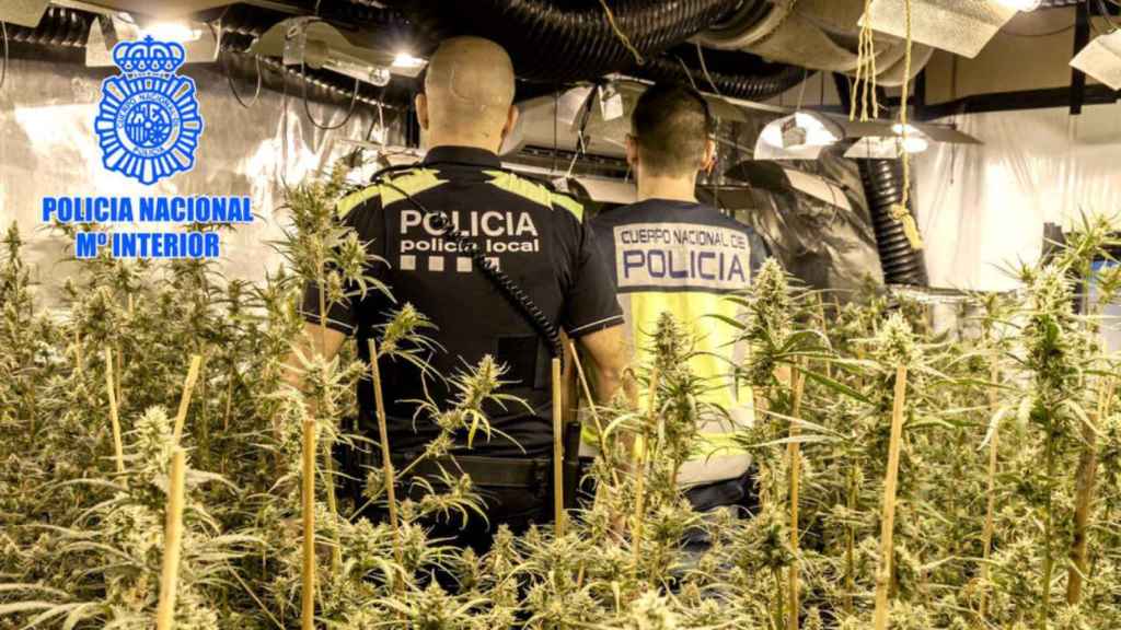 Plantación de marihuana en Cubelles / POLICÍA NACIONAL