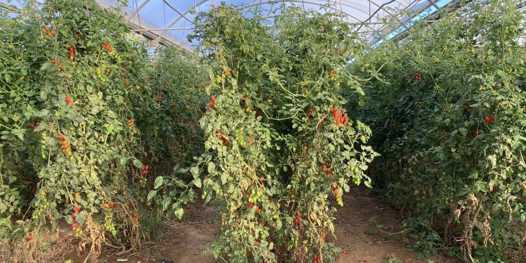 Cultivos de tomate cherry Viladecans / METRÓPOLI