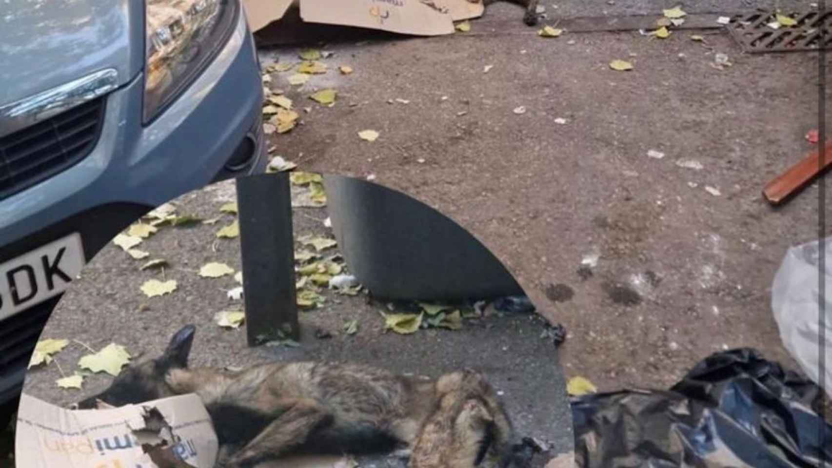 Perrita abandonada en estado grave en La Mina / INSTAGRAM