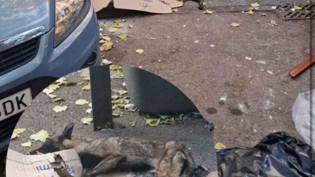 Perrita abandonada en estado grave en La Mina / INSTAGRAM