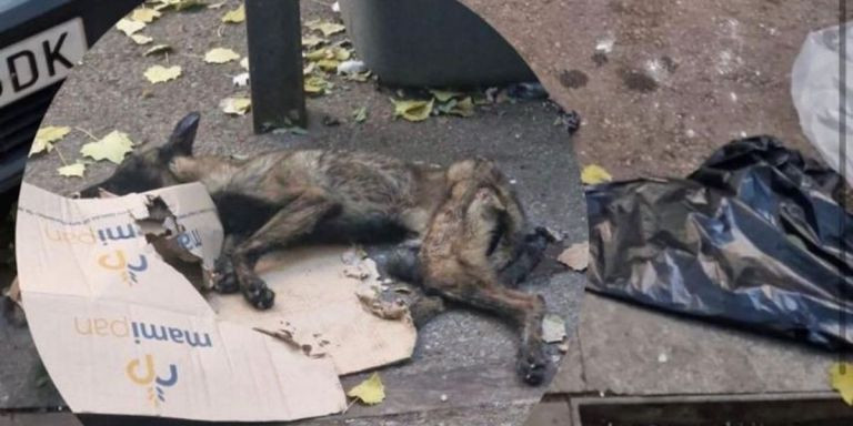 Perrita abandonada en estado grave en La Mina / INSTAGRAM