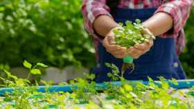 Comprobando el estado de una plantación / FREEPIK