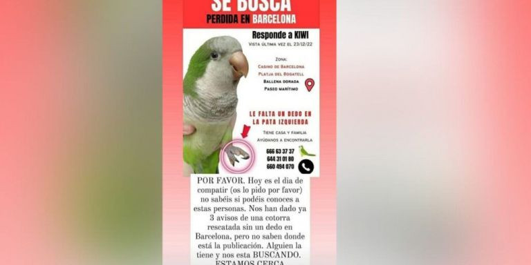 Cartel de la cotorra Kiwi perdida en Barcelona / RRSS