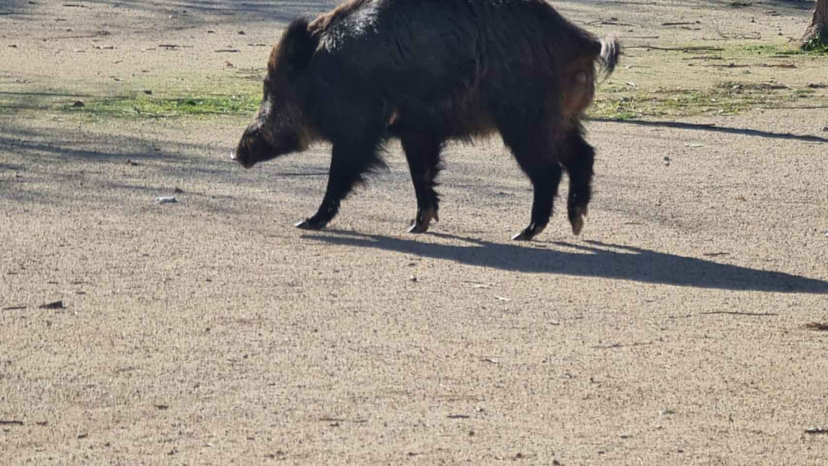 Jabalí desorientado en Sant Adrià del Besòs / RRSS