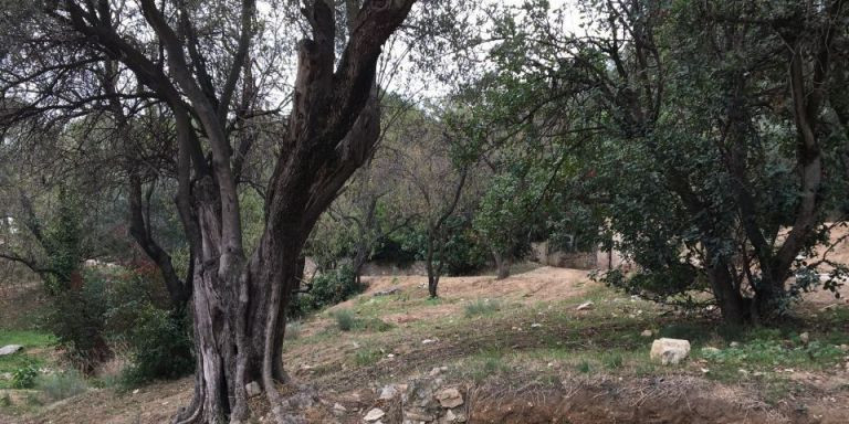 Vegetación en el parque de l'Oreneta de Sarrià / METRÓPOLI - RP