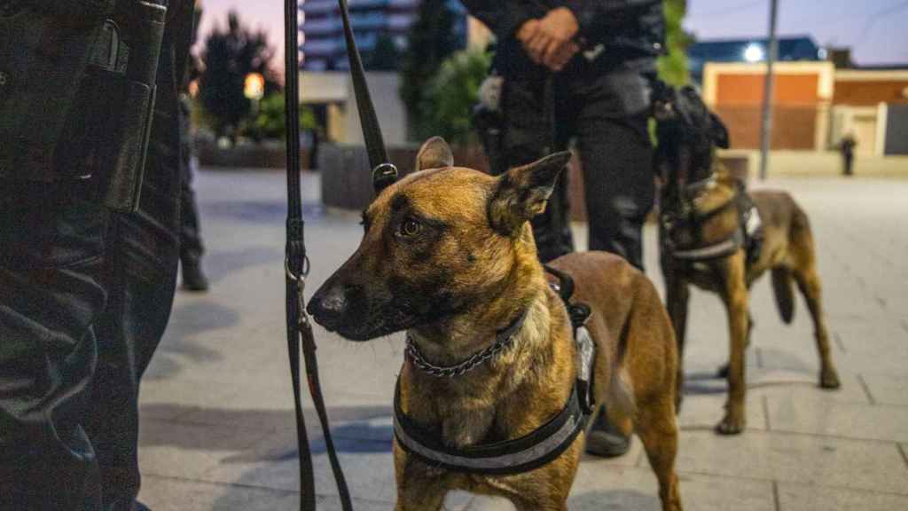 Tro y Lúa, de la Unidad Canina de Cornellà /  GALA ESPÍN MA