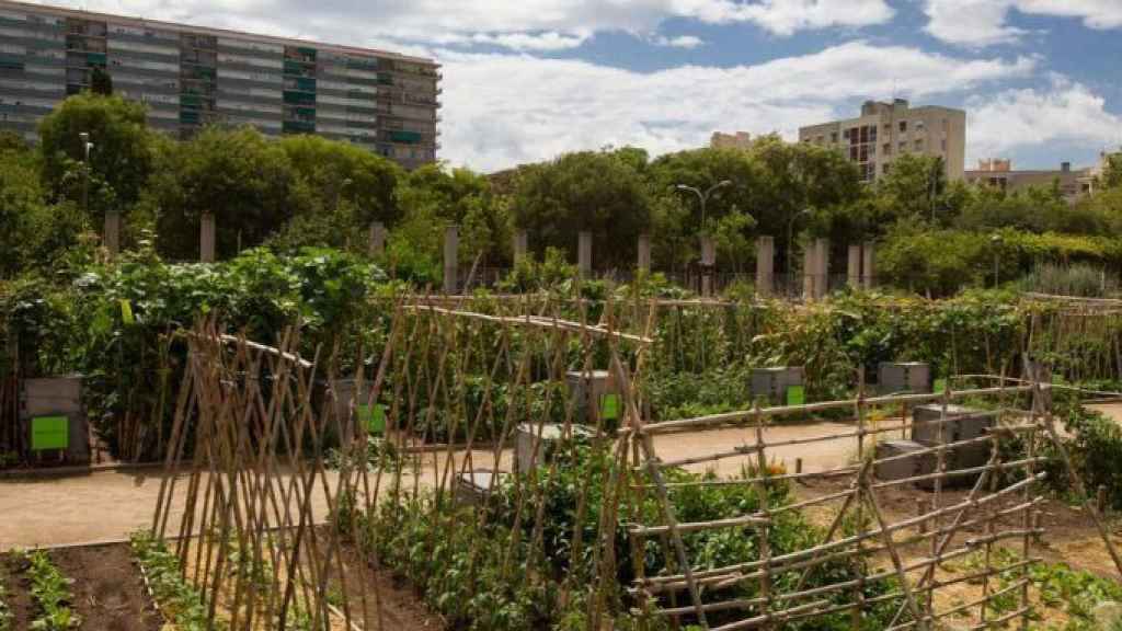 Huerto urbano en la capital catalana / AJ BCN