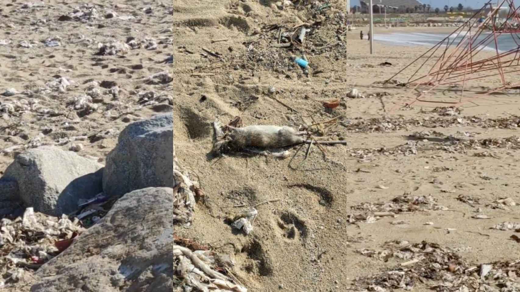 La playa del Bogatell de Barcelona, convertida en una cloaca / CEDIDAS