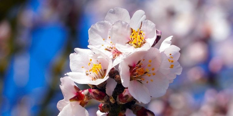 Almendro en flor / PIXABAY