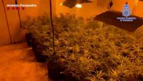 Una de las casas y naves que la banda alquilaba para cultivar marihuana en el Maresme / Mossos d'Esquadra