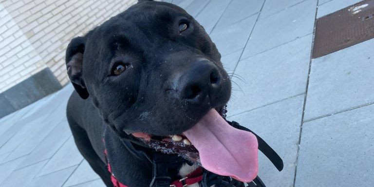 Dark, uno de los perros envenenados de Leonella, durante un paseo / CEDIDA