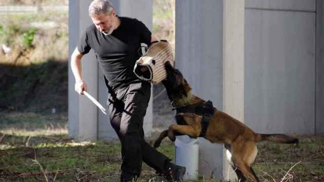 Un entrenador adiestrando a un perro para proteger a víctimas de violencia de género / WORKING DOGS