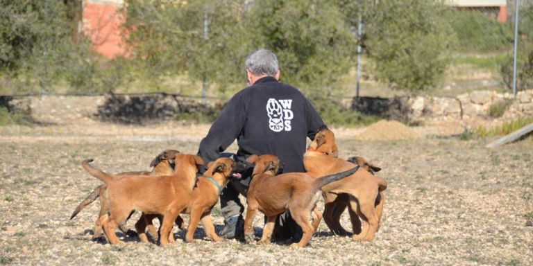 Uno de los entrenadores de WorkingDog Solutions con una camada de aprendices / WORKINGDOG SOLUTIONS