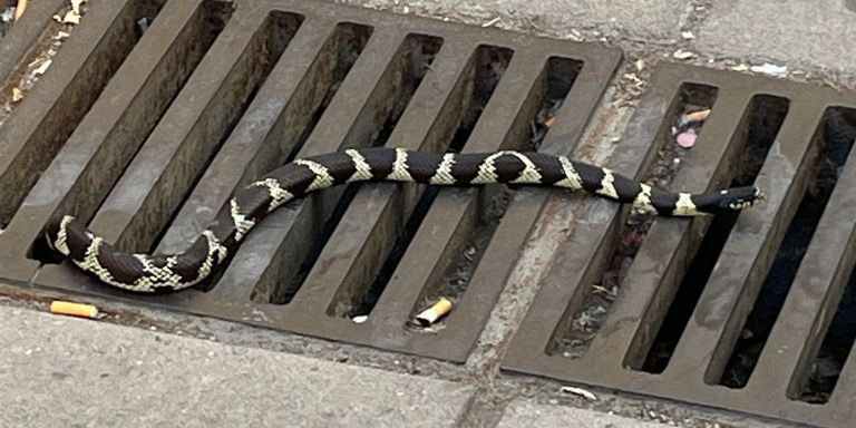 Serpiente por las calles de Badalona / RRSS