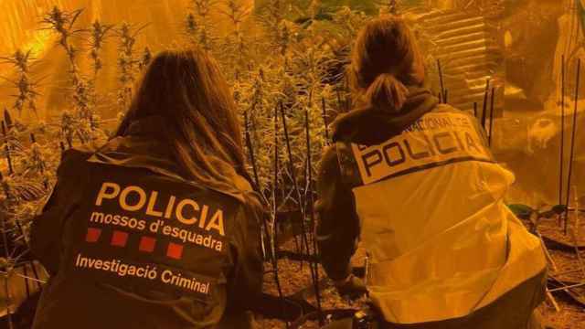 Los Mossos d'Esquadra desarticulan una banda criminal en Barcelona / MOSSOS D'ESQUADRA