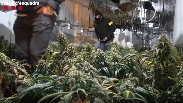 Los Mossos d'Esquadra destapan una plantación de marihuana / MOSSOS D'ESQUADRA