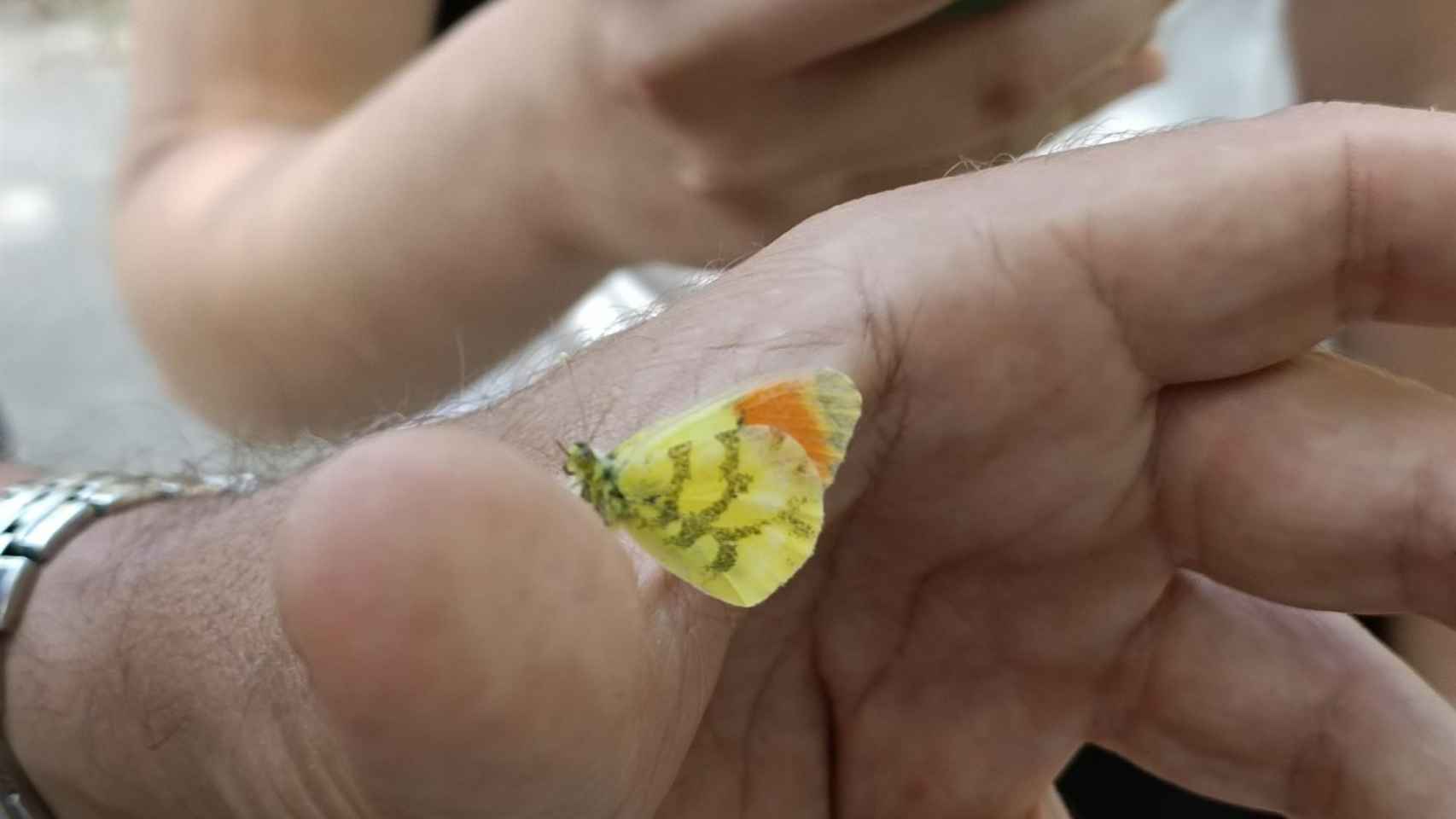 Detectan mariposas singulares o en regresión en parques del área metropolitana de Barcelona / CREAF