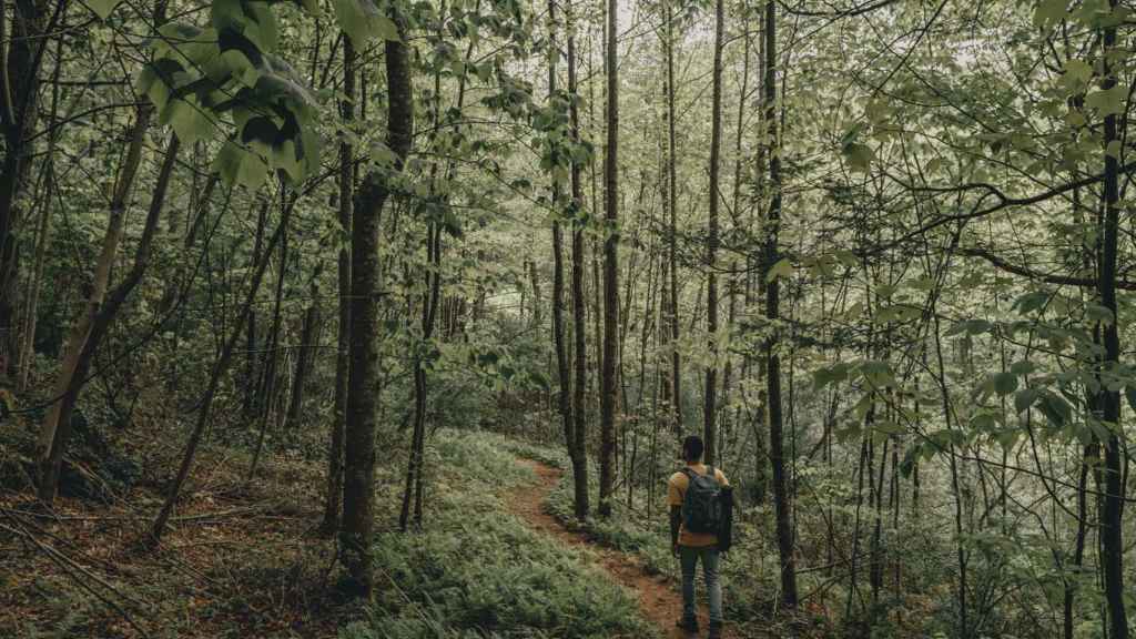 Una persona de excursión por el bosque