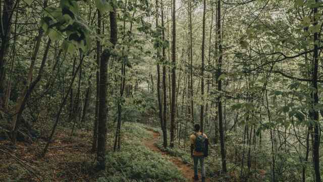 Persona de excursión por el bosque / UNSPLASH