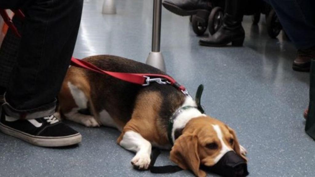 Un perro viaja en el metro de Barcelona / AYUNTAMIENTO DE BARCELONA