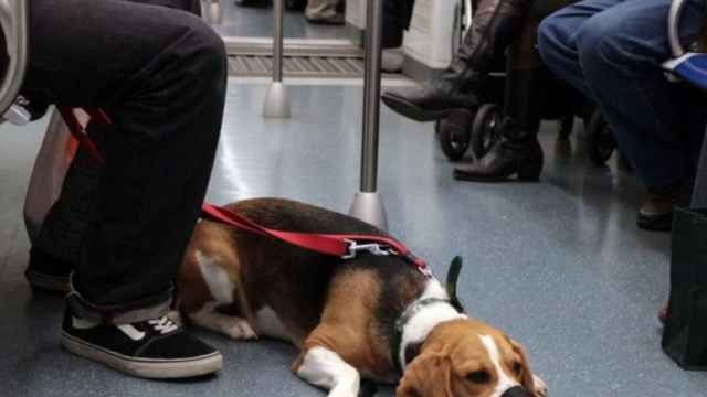 Un perro viaja en el metro de Barcelona / AYUNTAMIENTO DE BARCELONA