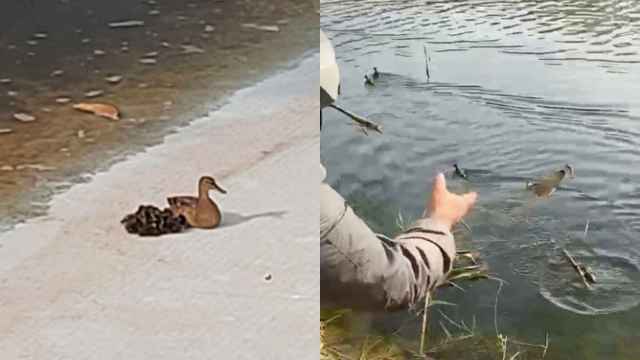 La familia de patos rescatada y liberada en Sant Adrià / CEDIDAS