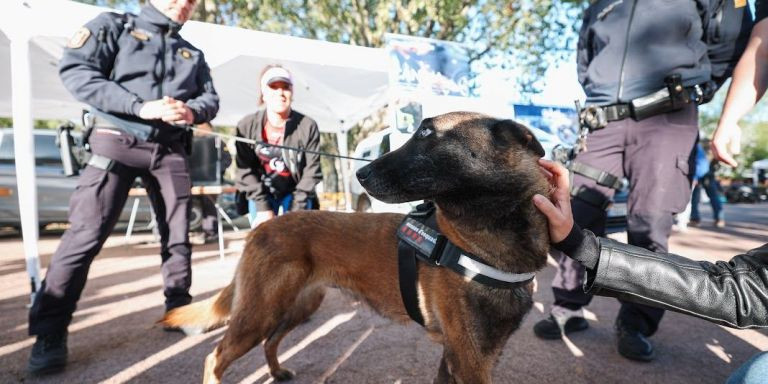 Un perro policía en la Cursa Popular de los Mossos d'Esquadra de Badalona / CEDIDA