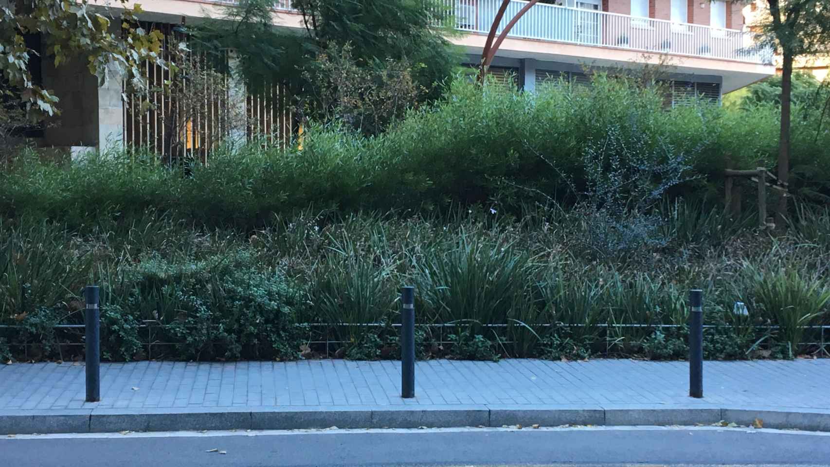 Vegetación en una calle de Les Corts / RP