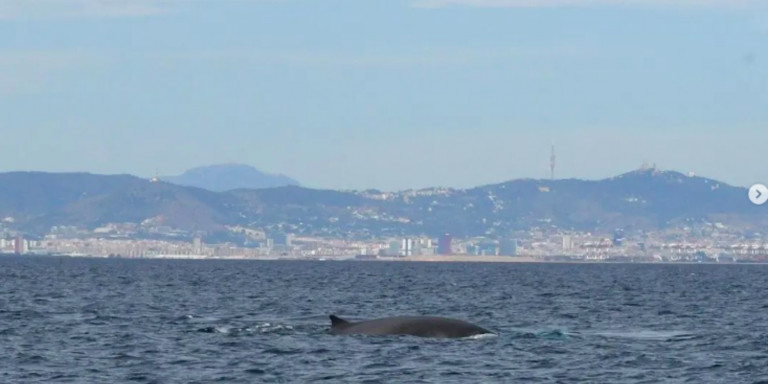 Ballenas en la costa de Barcelona / MAR A LA VISTA