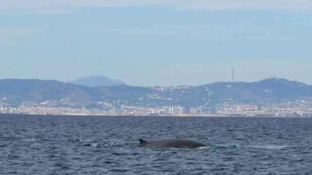 Ballenas en la costa de Barcelona / MAR A LA VISTA