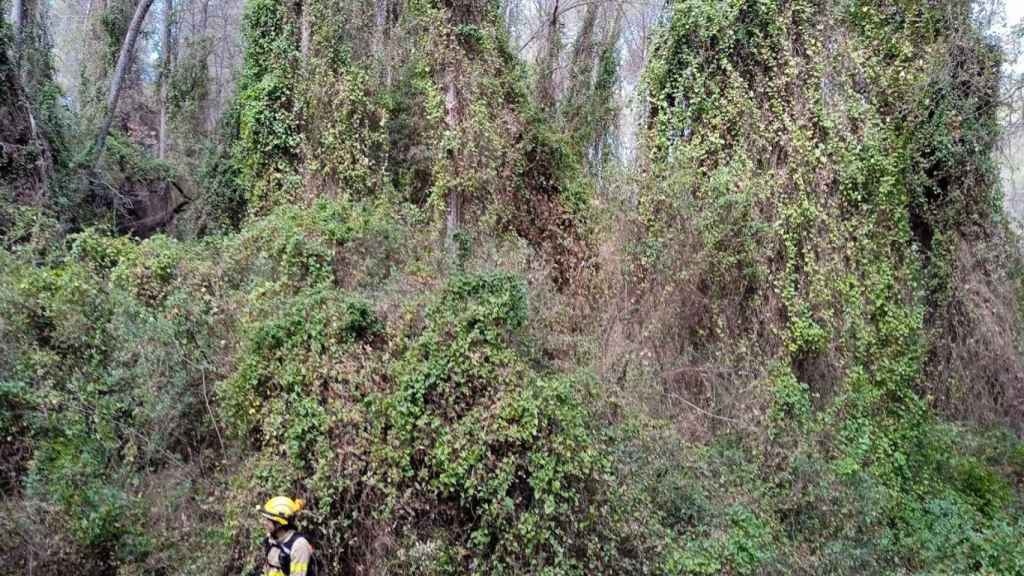 Un efectivo de los bomberos en la zona forestal afectada / BOMBERS