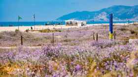 Biodiversidad en una de las playas del Área Metropolitana de Barcelona / EUROPA PRESS