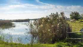 Espacio natural del delta del Llobregat / BAIX LLOBREGAT TURISME