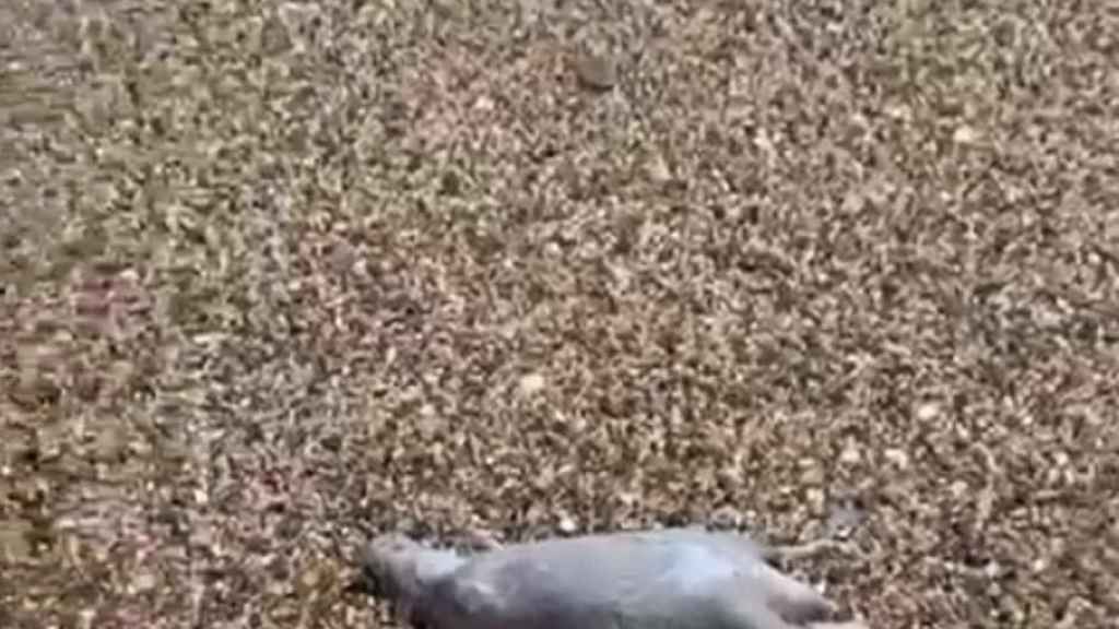 Una rata muerta en la playa de Barcelona / CEDIDA