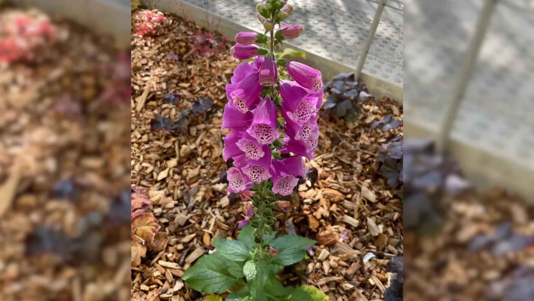 Una planta de la Dedalera plantada en la 'superilla' de l'Eixample / CEDIDA